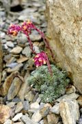 Saxifraga x izarii 'Eva Hanzlikova'